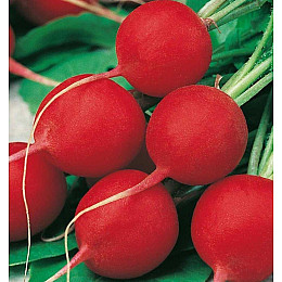 Насіння редиски Насіння країни Сакса 0,5 кг