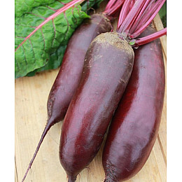 Насіння буряка Насіння країни Циліндра 0,5 кг