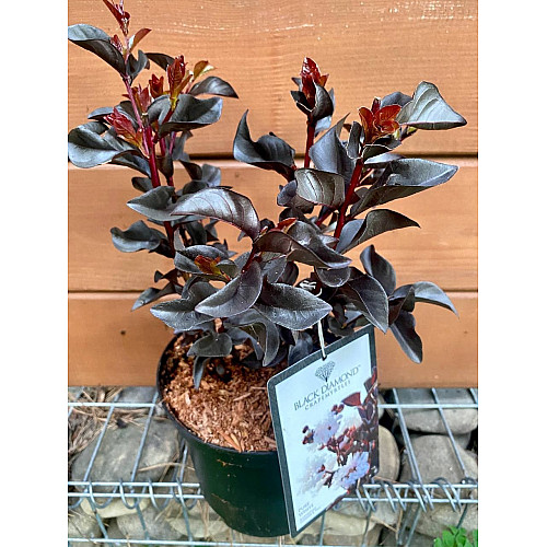 Лагерстремія Rovinsky Garden Black Diamond Pure White 19 30-40 см 2,5 л (RG579)