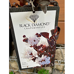 Лагерстремия Rovinsky Garden Black Diamond Pure White 19 30-40 см 2,5 л (RG579)