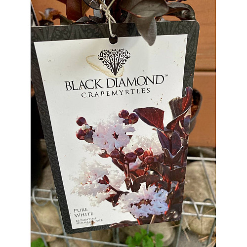 Лагерстремія Rovinsky Garden Black Diamond Pure White 19 30-40 см 2,5 л (RG579)
