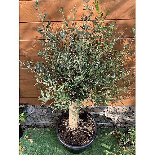 Оливкове дерево Florinda Olea europaea 210-220 см 35 л (RG201-1)