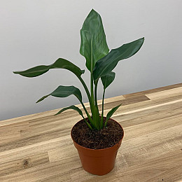 Райская Птица️ Cтрелиция Королевская Rovinsky Garden Strelitzia Reginae 30-40 см 1 л