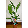Райська Птаха️ Cтреліція Королівська Rovinsky Garden Strelitzia Reginae 30-40 см 1 л