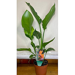 Райская Птица️ Cтрелиция Королевская Rovinsky Garden Strelitzia Reginae 30-40 см 1 л