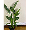 Райська Птаха️ Cтреліція Королівська Rovinsky Garden Strelitzia Reginae 30-40 см 1 л