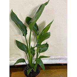 Райская Птица️ Cтрелиция Королевская Rovinsky Garden Strelitzia Reginae 30-40 см 1 л