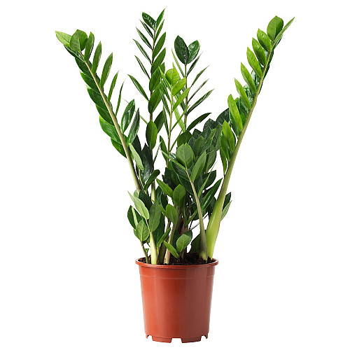 Замиокулькас Rovinsky Garden Zamioculcas Долларовое дерево 90-100 см 5 л (RG592)
