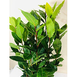 Лавр Ровинського саду Нобіліс 40-45 см 14 см