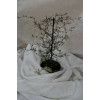 Корокія Rovinsky Garden Cotoneaster M-aori 12 см 35-40 см