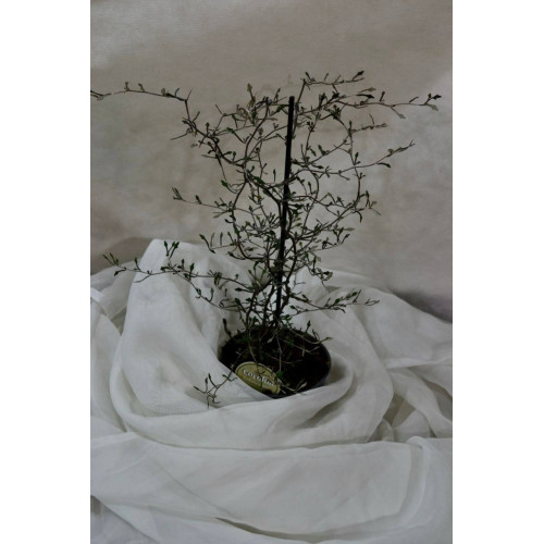 Корокія Rovinsky Garden Cotoneaster M-aori 12 см 35-40 см