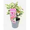 Фотінія Rovinsky Garden Pink Crispy ⌀ 19 см