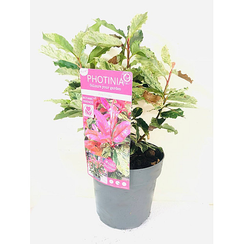 Фотінія Rovinsky Garden Pink Crispy ⌀ 19 см
