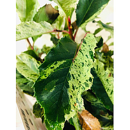 Фотиния Rovinsky Garden Pink Crispy ⌀ 19 см