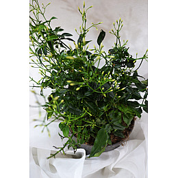 Жасмин Rovinsky Garden Polyanthum 12 см