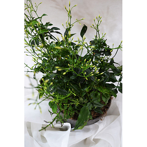 Жасмін Rovinsky Garden Polyanthum 12 см