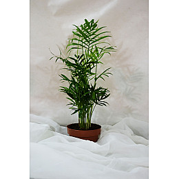 Пальма Rovinsky Garden Хамедорея ⌀12 45-50 см