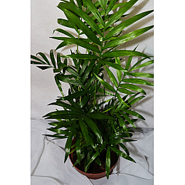 Пальма Rovinsky Garden Хамедорея ⌀12 45-50 см
