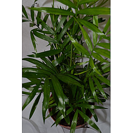 Пальма Rovinsky Garden Хамедорея ⌀12 45-50 см