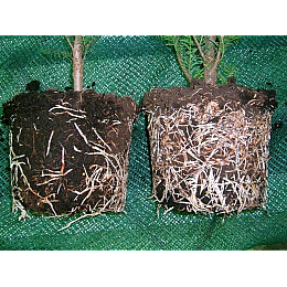 Добриво Kvitofor Чистий лист укорінювач 300 г