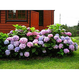 Кристалічне добриво Kvitofor Чистий лист для гортензії 300 г