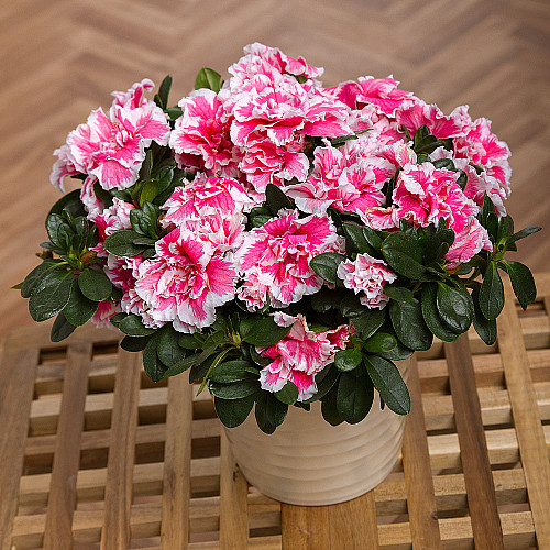 Удобрение-подкислитель Мастер Florcolor 25 г