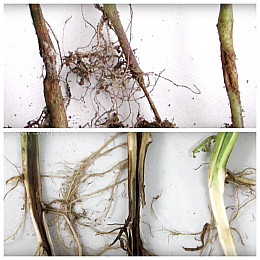 Фунгіцид Protect Garden Магнікур Енерджі 10 мл