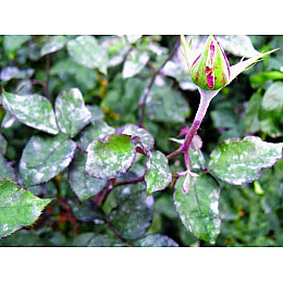 Фунгіцид Syngenta Хорус 3 г