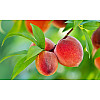 Фунгіцид Syngenta Хорус 3 г