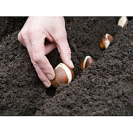 Фунгіцид Семейный сад Фундазол 10 г