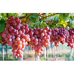 Фунгіцид Семейный сад Фундазол 10 г