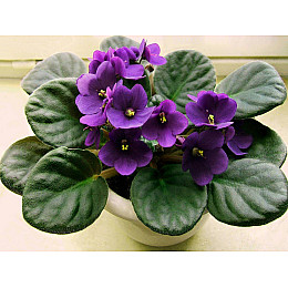 Добриво Kvitofor Стимул-NPK для фіалки 550 мл