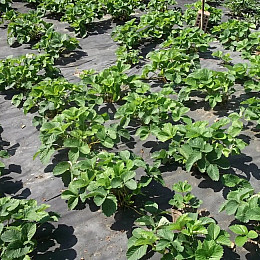 Агроволокно черное пакетированное Shadow 50 г/м² 1,6х10 м