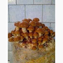 Грибний блок Mine Pholiota nameko Китайський Опеньок 20 см (hub_vlvgms)