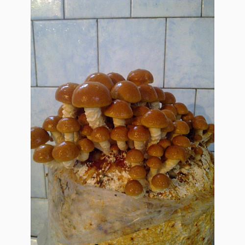 Грибний блок Mine Pholiota nameko Китайський Опеньок 20 см (hub_vlvgms)