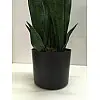 Штучна рослина Engard Sansevieria, 65 см (DW-10)