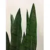 Штучна рослина Engard Sansevieria, 65 см (DW-10)
