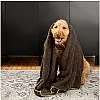 Полотенце для животных большое e-Cloth Cleaning and Drying Towel 211780