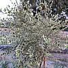 Береза Florinda Betula nigra Shiloh Splash, 2м, об'єм горщика 20л