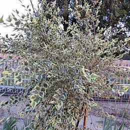 Береза Florinda Betula nigra Shiloh Splash, 2м, об'єм горщика 20л