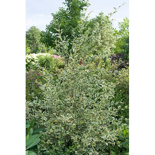 Береза Florinda Betula nigra Shiloh Splash, 2м, об'єм горщика 20л