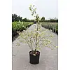 Береза Florinda Betula nigra Shiloh Splash, 2м, об'єм горщика 20л