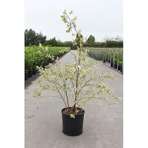 Береза Florinda Betula nigra Shiloh Splash, 2м, об'єм горщика 20л