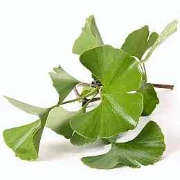 Рослина Юрського періоду Гінкго Білоба Florinda Ginkgo biloba L., висота 40 - 50см