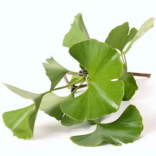 Рослина Юрського періоду Гінкго Білоба Florinda Ginkgo biloba L., висота 40 - 50см