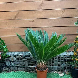 Цикас Революта (Саго́вник поника́ющий) Rovinsky Garden Cycas Revoluta, висота 60 - 80см, об'єм горщика 3,5л
