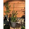 Пихта бальзамічна Rovinsky Garden Abies Balsamea 30-40 см (об'єм горщика 2 л) RG552