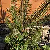 Пихта бальзамічна Rovinsky Garden Abies Balsamea 30-40 см (об'єм горщика 2 л) RG552