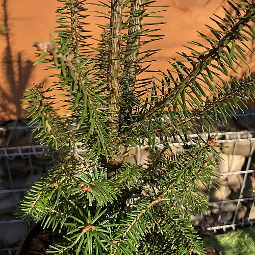 Пихта бальзамічна Rovinsky Garden Abies Balsamea 30-40 см (об'єм горщика 2 л) RG552