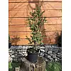 Тис ягідний Rovinsky Garden Taxus baccata, висота 50-60 см, об'єм горщика 2,5л (RG550)